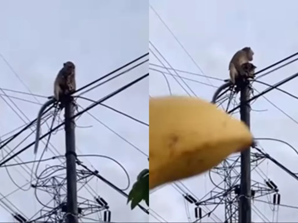 Monyet 'menculik' anak kucing di atas tiang listrik. (Instagram/@fakta.indo)