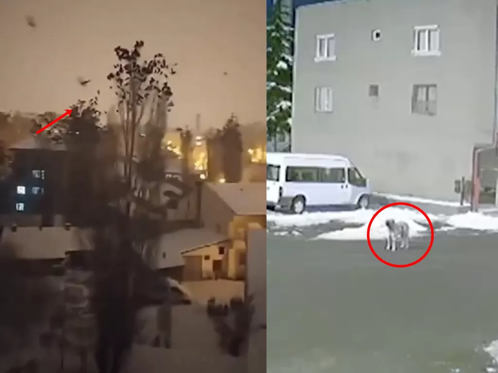 Tangkapan layar video burung terbang cepat dan anjing yang melolong sebelum gempa Turki. (Twitter/OsintTV/UnboundFenris)