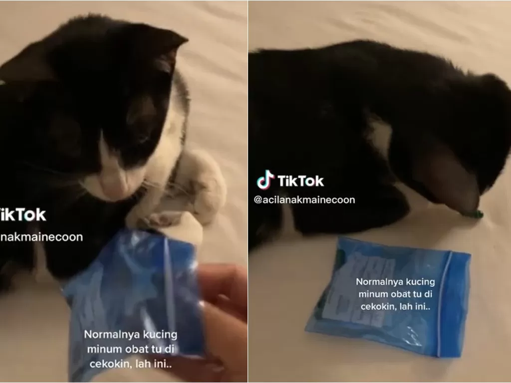 Kucing minum obat (TikTok/acilanakmainecoon)