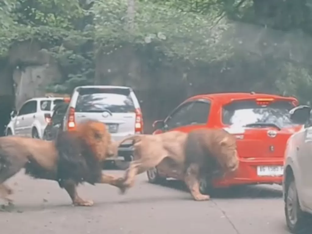 Viral dua singa bertarung. (TikTok/youkopi107)