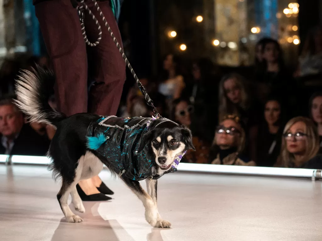 Seekor anjing berjalan di pertunjukan CatWalk FurBaby selama New York Fashion Week di New York, AS, 10 Februari 2023. (REUTERS/Jeenah Moon)