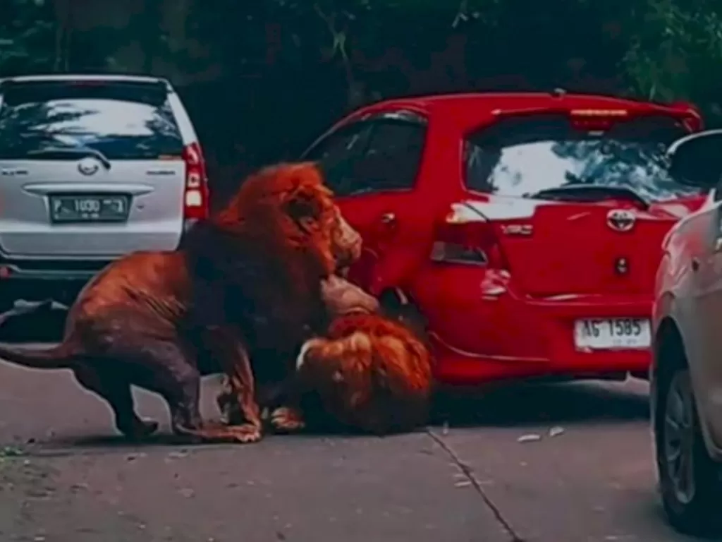 Dua singa jantan berkelahi tabrak mobil pengunjung. (TikTok/youkopi107)