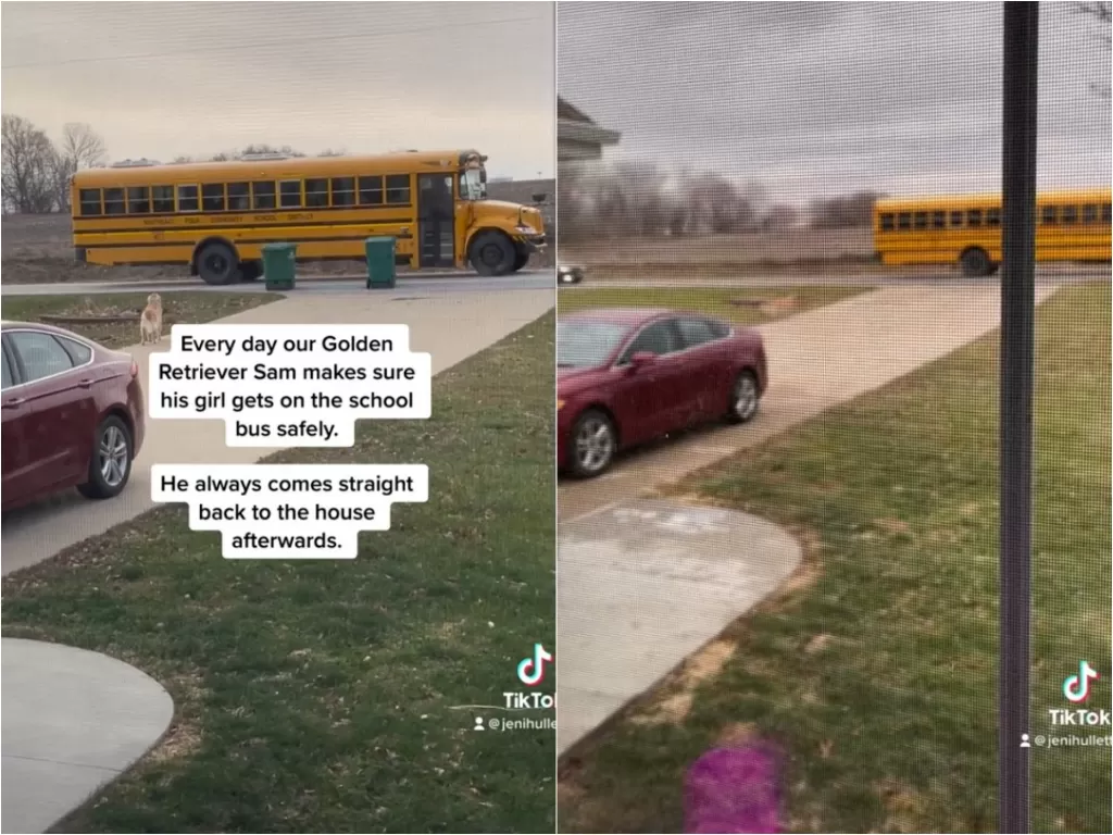 Video viral anjing tungguin anak majikannya masuk bus sekolah. (Screenshot/TikTok/@ jenihullett)