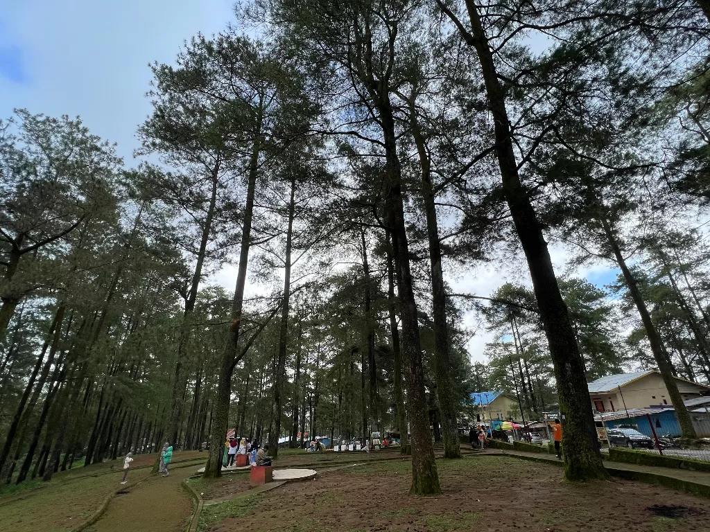 Taman Pinus Kota Bunga (Z Creators/Retno Mandriyarini)