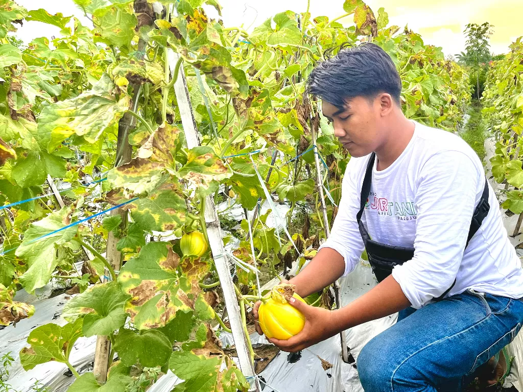 Melon Artodung Farm Pamekasan. (Z Creators/Ahsani Taqwim)