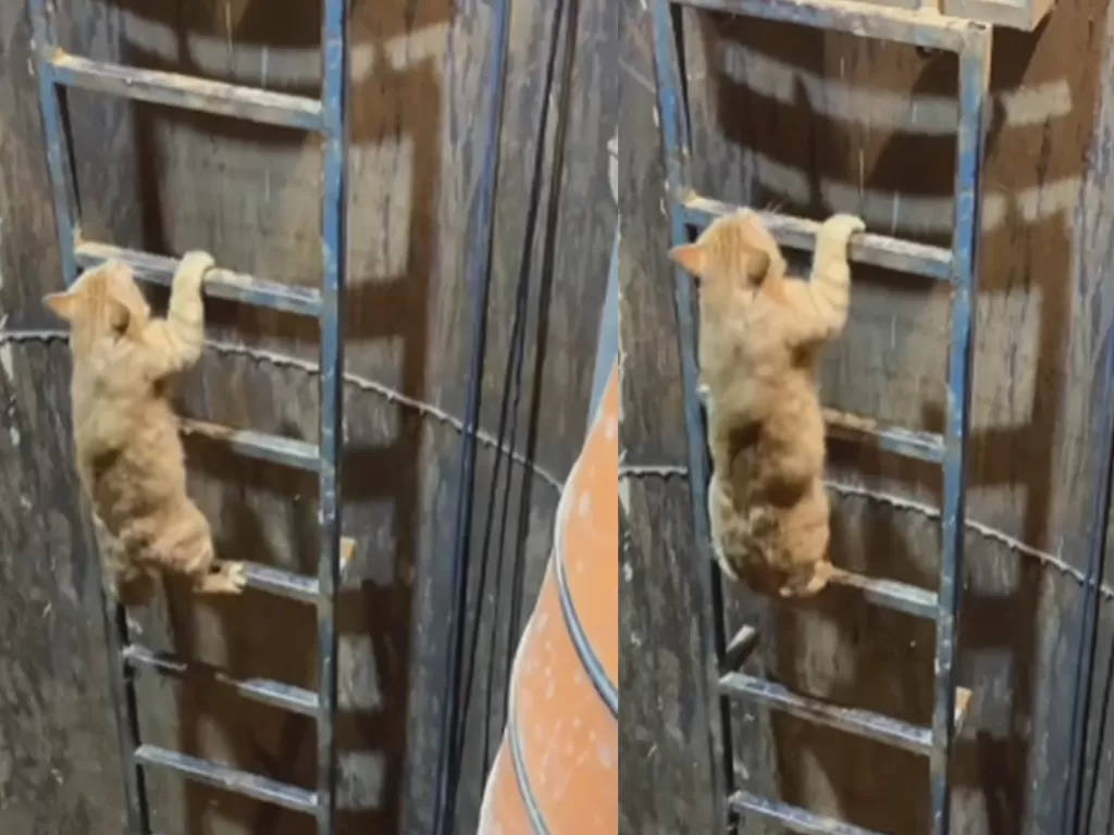 Kucing oren panjat tangga keluar lubang tambang (Instagram/unikinfo_id)