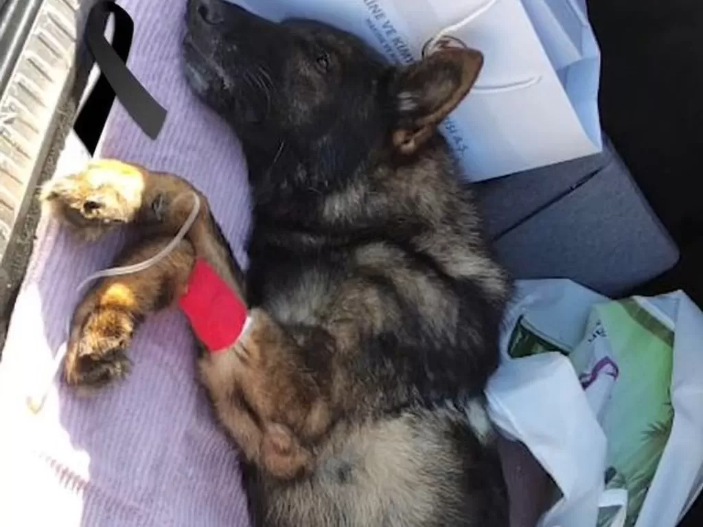 Anjing bernama Proteo mati saat menyelamatkan korban gempa. (Newsflash)