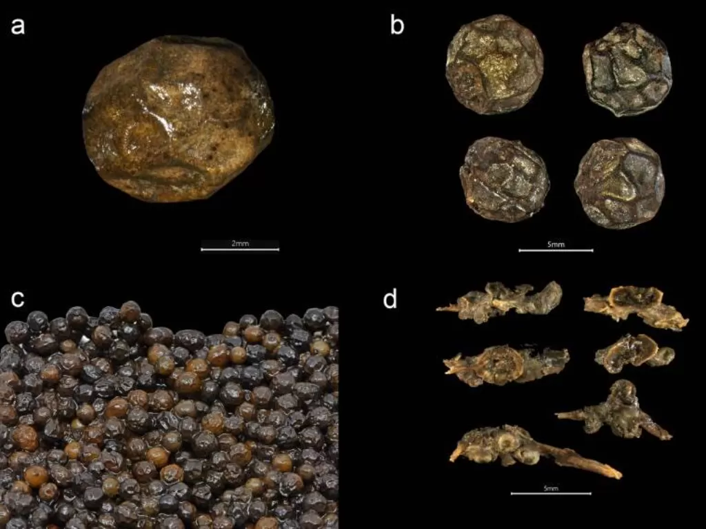 Rempah-rempah ditemukan dalam bangkai kapal berusia 500 tahun. (Larsson, Foley/PLOS ONE)