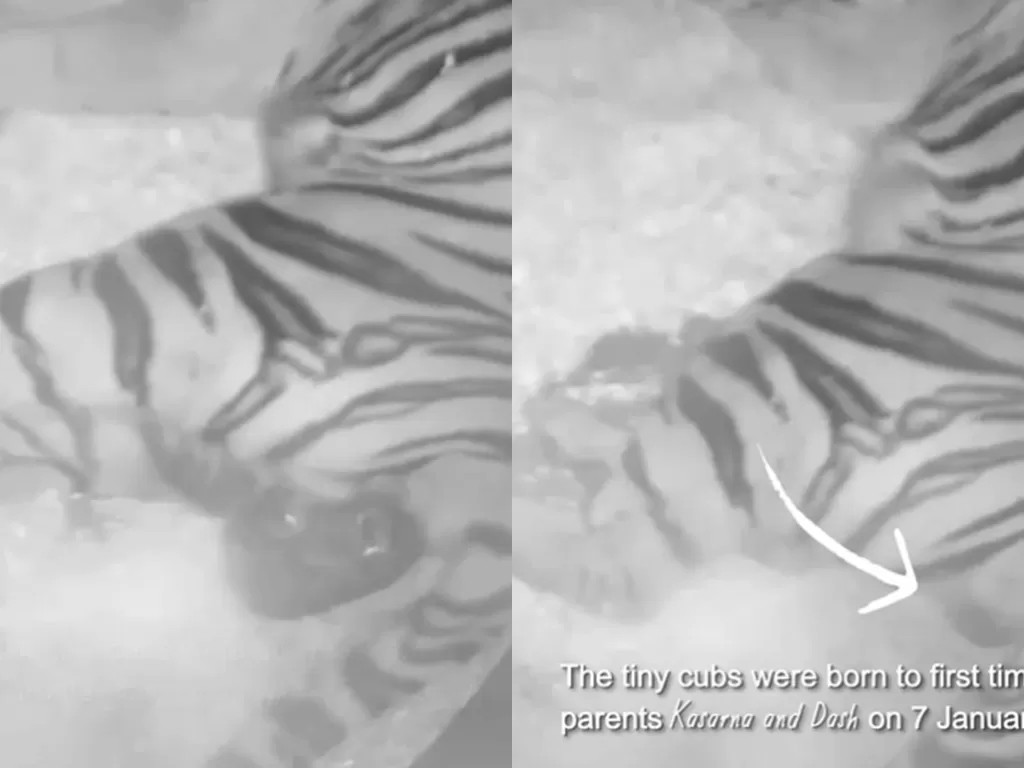 Harimau sumatera melahirkan. (Instagram/@chesterzoo)