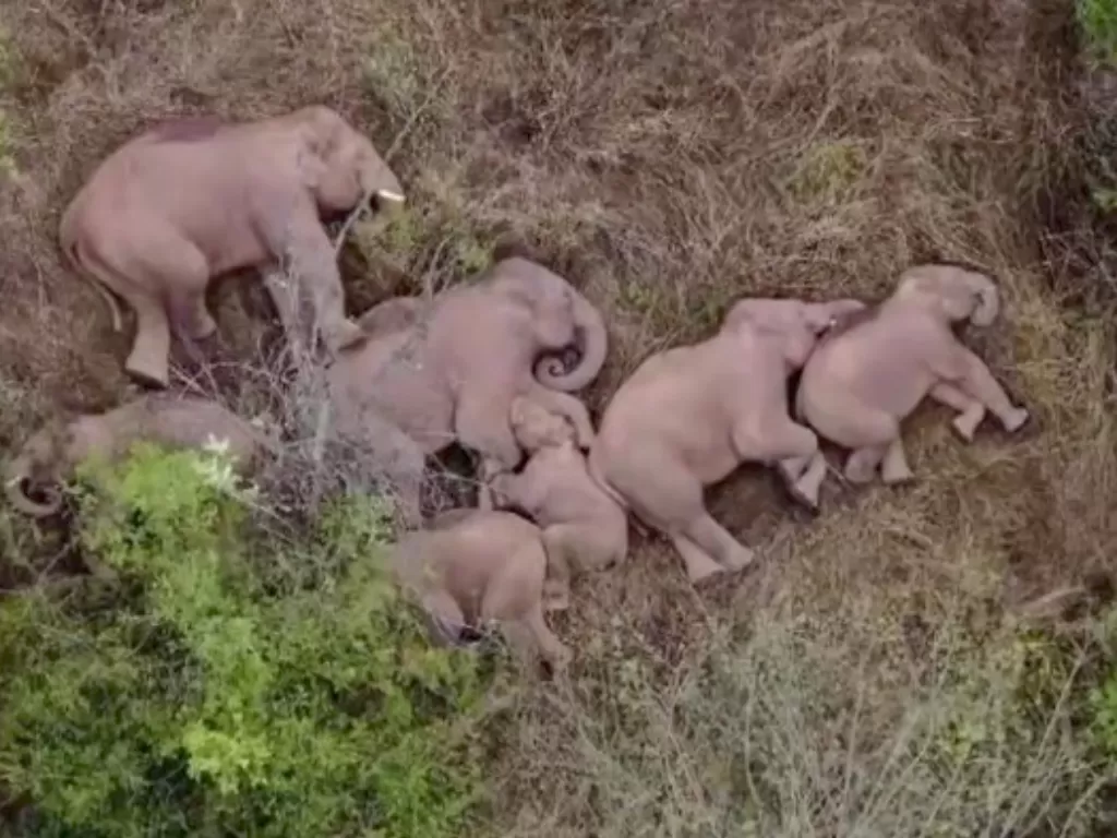 Kawanan gajah yang tertangkap kamera drone tidur dalam keadaan berbaring. (South China Morning Post )