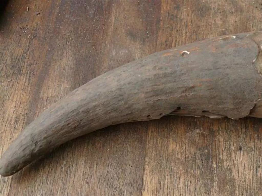 Obat herbal berbentuk tanduk ditemukan di Afrika Selatan. (Rodger Smith)