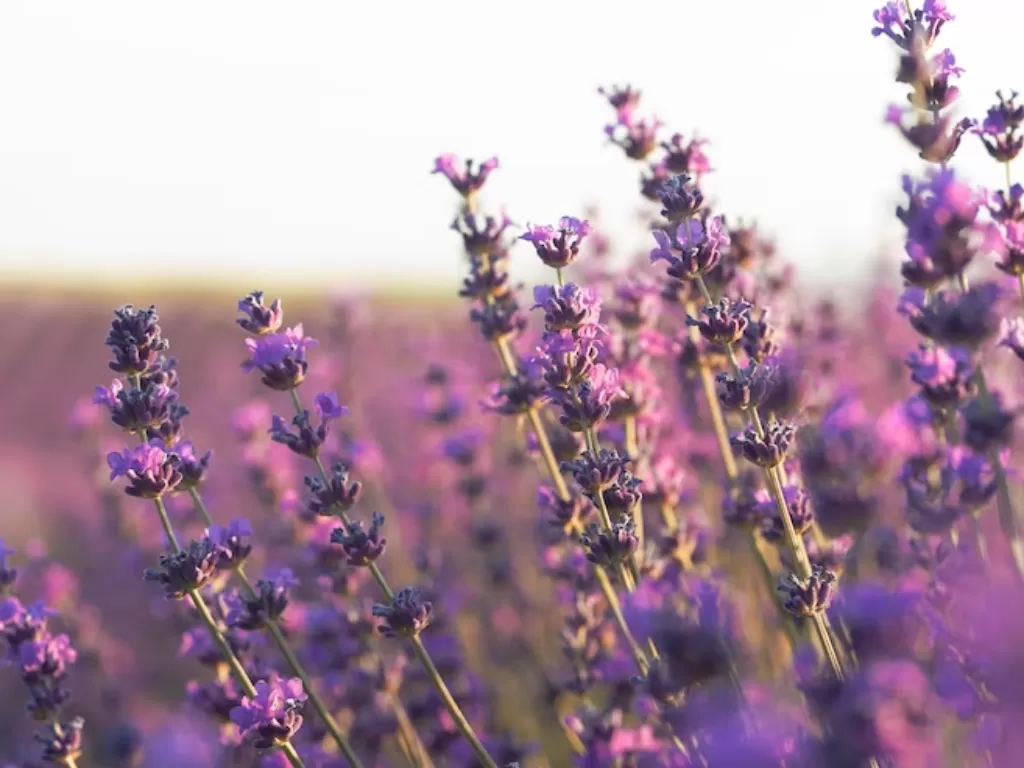 Ilustrasi bunga lavender. (Freepik/freepik)