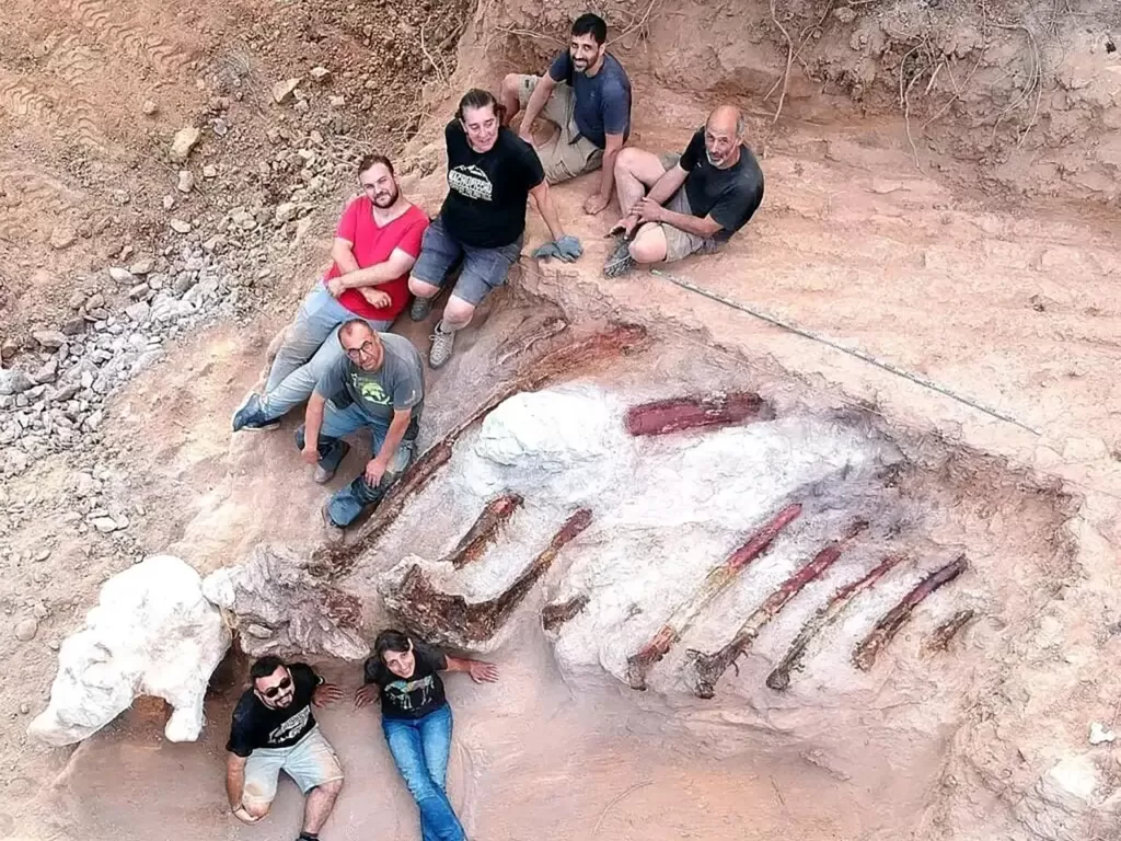 Ahli paleontologi melakukan penggalian dan menemukan tulang rusuk dinosaurus berukuran panjang 10 kaki. (Faculty of Sciences of the University of Lisbon)