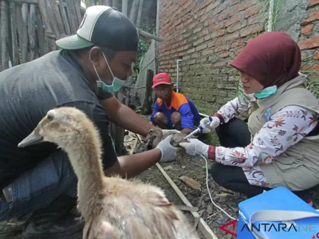 Petugas Dinas Peternakan dan Kesehatan Hewan memvaksinasi unggas untuk mencegah penularan flu burung di Desa Tukdana, Kabupaten Indramayu (ANTARA/Dedhez Anggara)