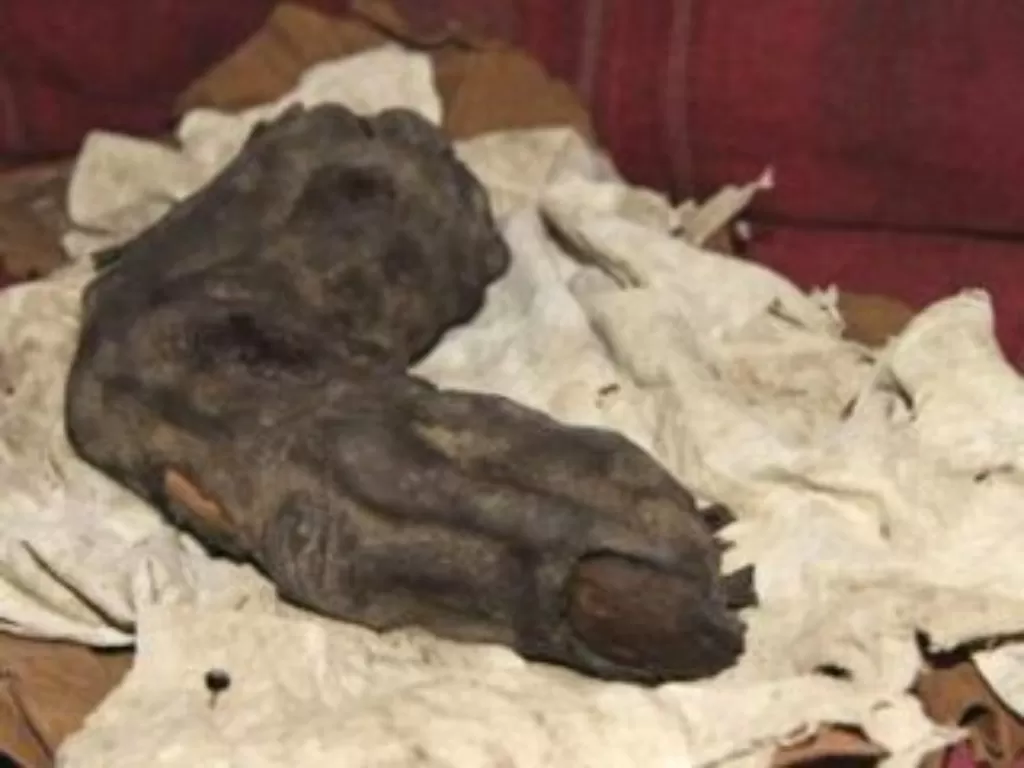 Mumi jari raksasa yang ditemukan di Mesir. (Ancient Wisdom)