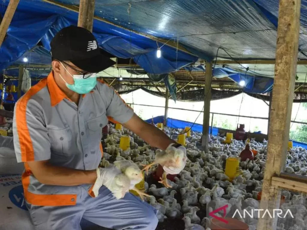 Petugas kesehatan hewan Dinas Peternakan Provinsi Aceh memeriksa ternak ayam di kandang milik warga di Kabupaten Aceh (ANTARA FOTO/Ampelsa)
