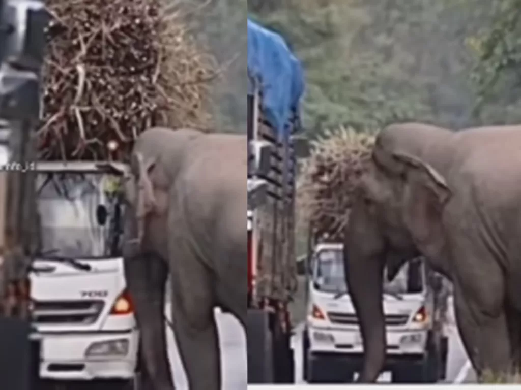 Gajah 'begal' truk yang mengangkut batang tebu. (Instagram/unikinfo_id)