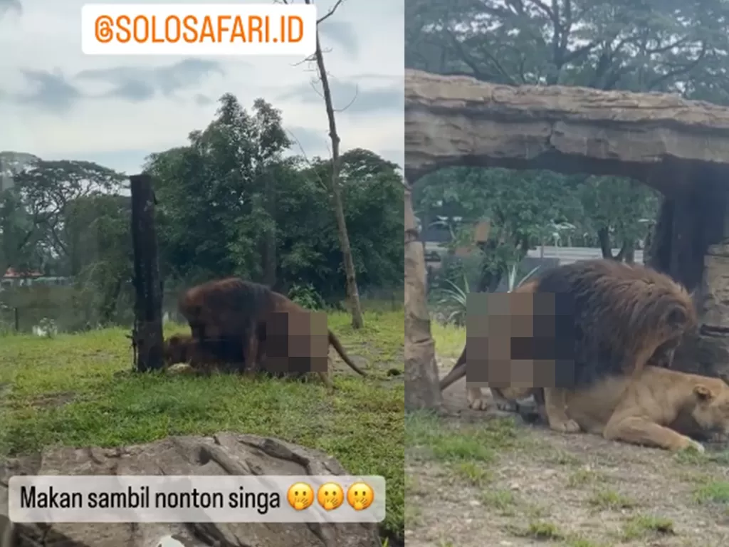 Sepasang singa kawin di Solo Safari jadi tontonan pengunjung. (Twitter/gibran_tweet)