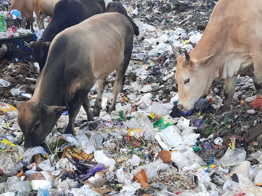 Rombongan sapi memakan sampah di TPST Bantul. (Z Creators/Huri Ananda).