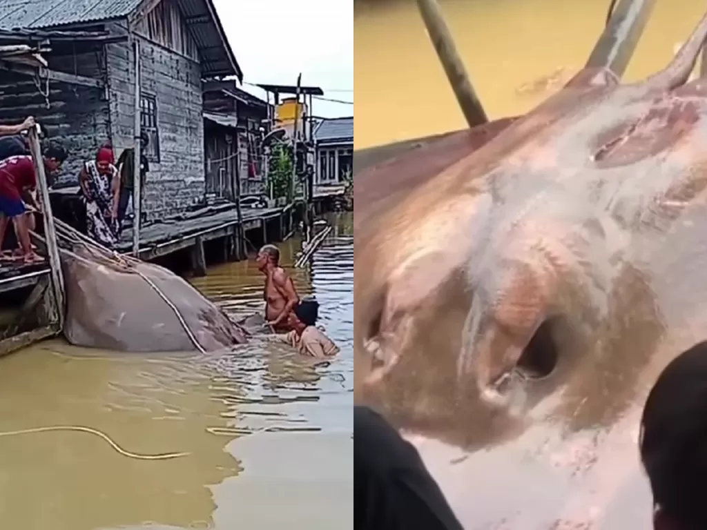 Ikan pari raksasa sebesar kerbau yang ditemukan di sungai Kalsel. (Instagram/kalseltoday)