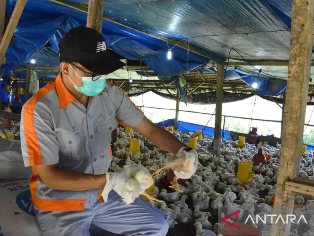 Petugas kesehatan hewan Dinas Peternakan Provinsi Aceh memeriksa ternak ayam di kandang milik warga (ANTARA FOTO/Ampelsa)