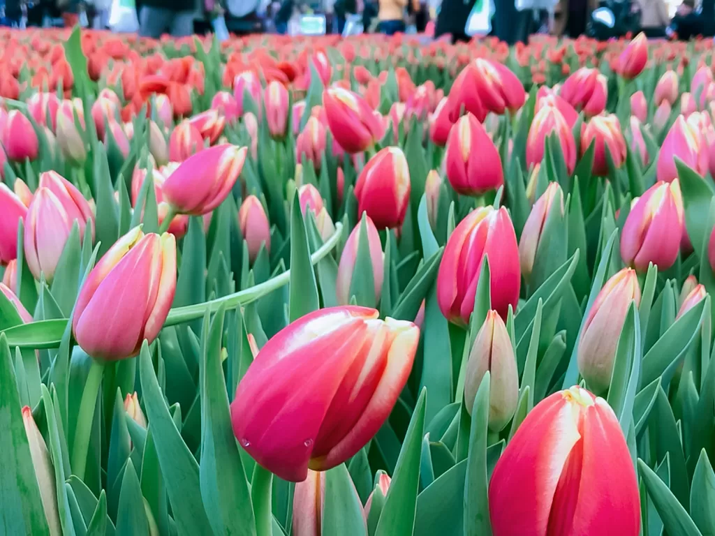 Ratusan ribu bunga tulip dibagikan gratis. (Z Creators/Fabiola Lawalata)