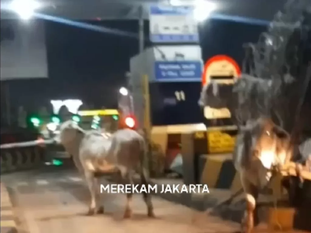 Kecelakaan Truk Di Tol Arah Bandara Soetta, Sapi-sapi Berlarian Di ...