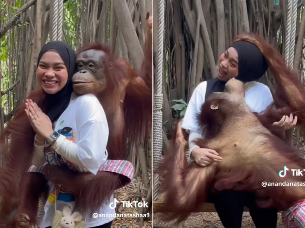 Pose cewek bareng orangutan. (TikTok/@Ananda_natashaaa)