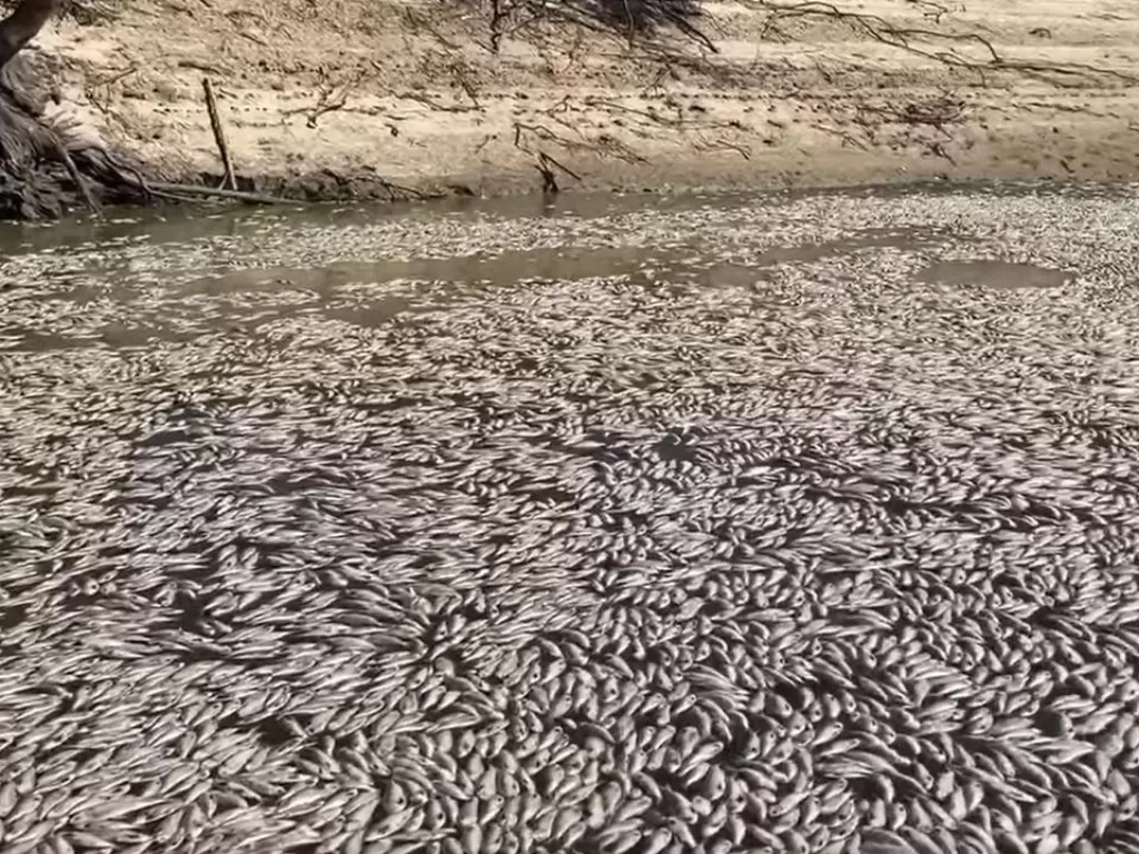Jutaan ikan mati berbaris di Sungai Darling menuju kotapraja Menindee. (Twitter/ Chris O'Keefe)
