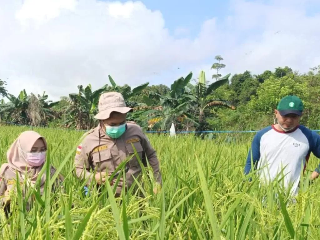 Petugas Karantina Pertanian Tarakan, Kalimantan Utara (Kaltara) memantau daerah sebar 15 organisme pengganggu tumbuhan karantina (OPTK), di Kabupaten Tana Tidung. (ANTARA/HO-Humas Karantina Pertanian Tarakan)