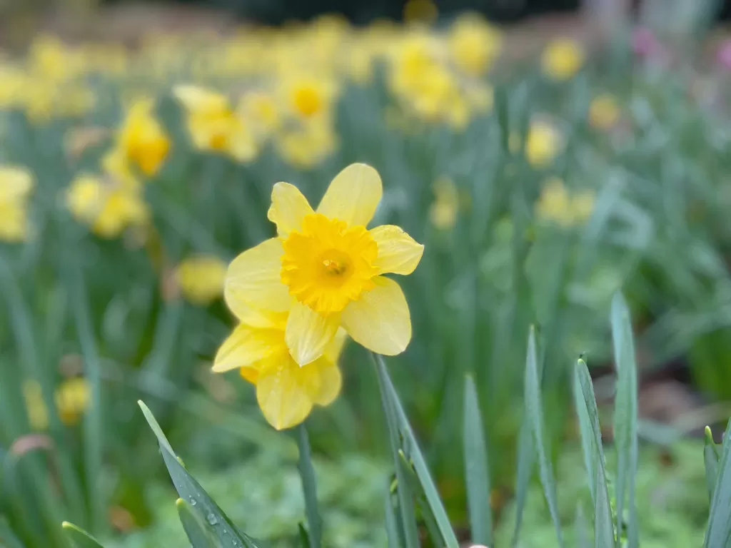 Mitos tentang bunga daffodil. (Z Creators/Alan Munandar)