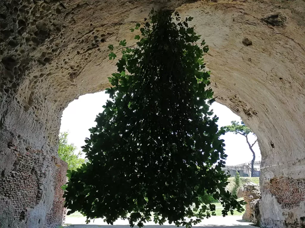 Penampakan pohon buah tin terbalik di Parco Archeologico delle Terme, Baia. (Lucamato/Shutterstock.com via Daily Mail)