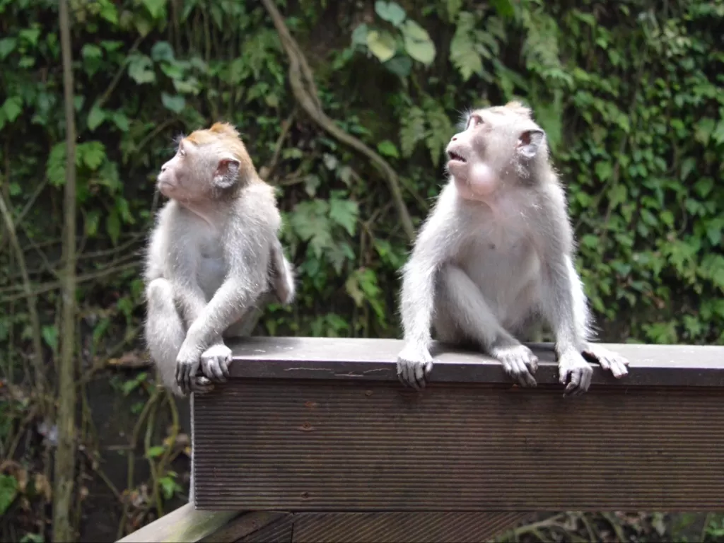 Monkey Forest di Ubud, Bali. (Z Creators/Alan Munandar)