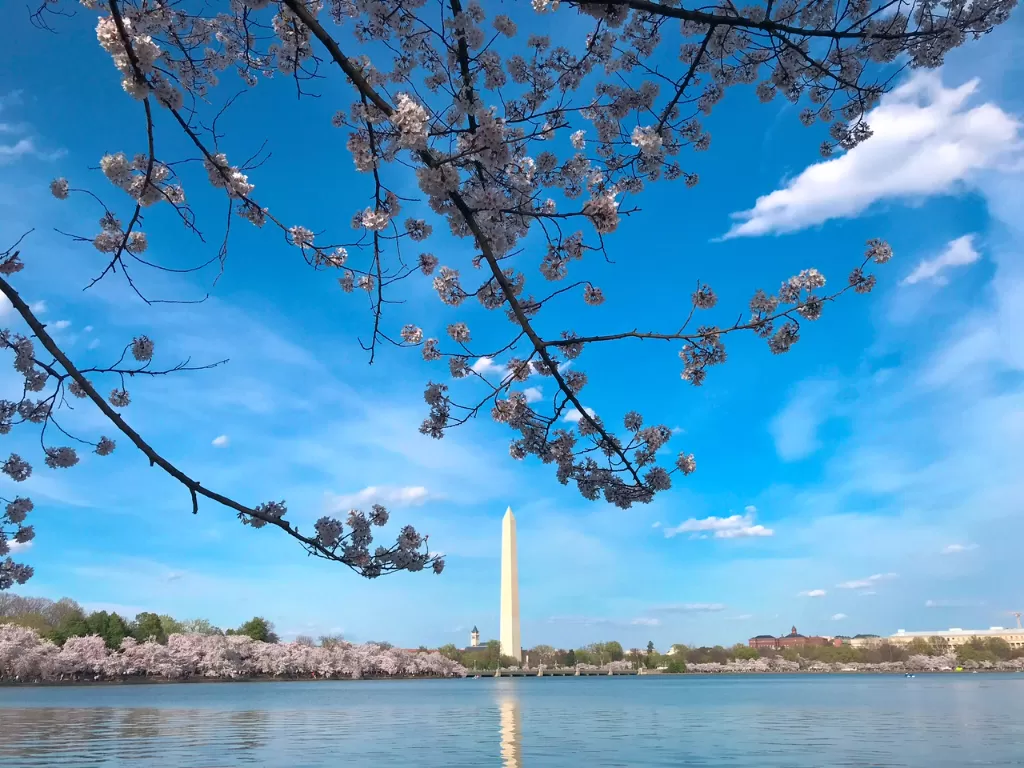 Bunga Sakura bermekaran di Washington DC, Amerika Serikat. (Z Creators/Susi Fatimah)
