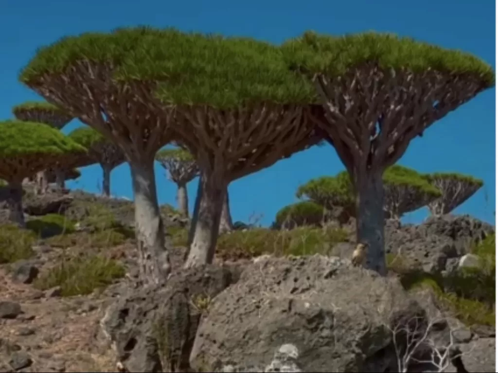 Pemandangan Dragon Blood Tree alias pohon berdarah naga, di Pulau Socotra, Yaman. (Instagram/belvadevara)