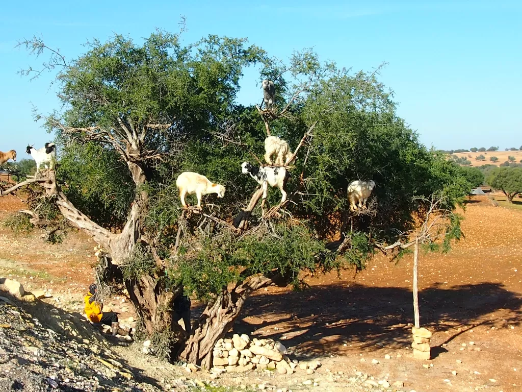 Penampakan Pohon Argan yang Dinaiki Domba (Z Creators/Fabiola Lawalata)