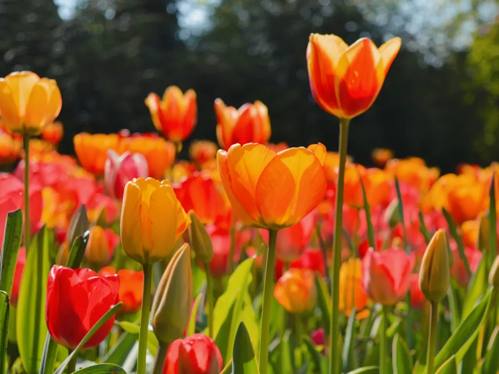 Tanaman Bunga Tulip di Belanda. (Z Creators/Alan Munandar)