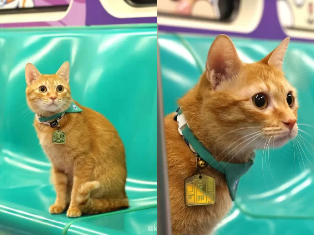 Mikan, Kucing Oyen di Taiwan Ditunjuk Jadi Kepala Stasiun. (Instagram/@krtcmikan)