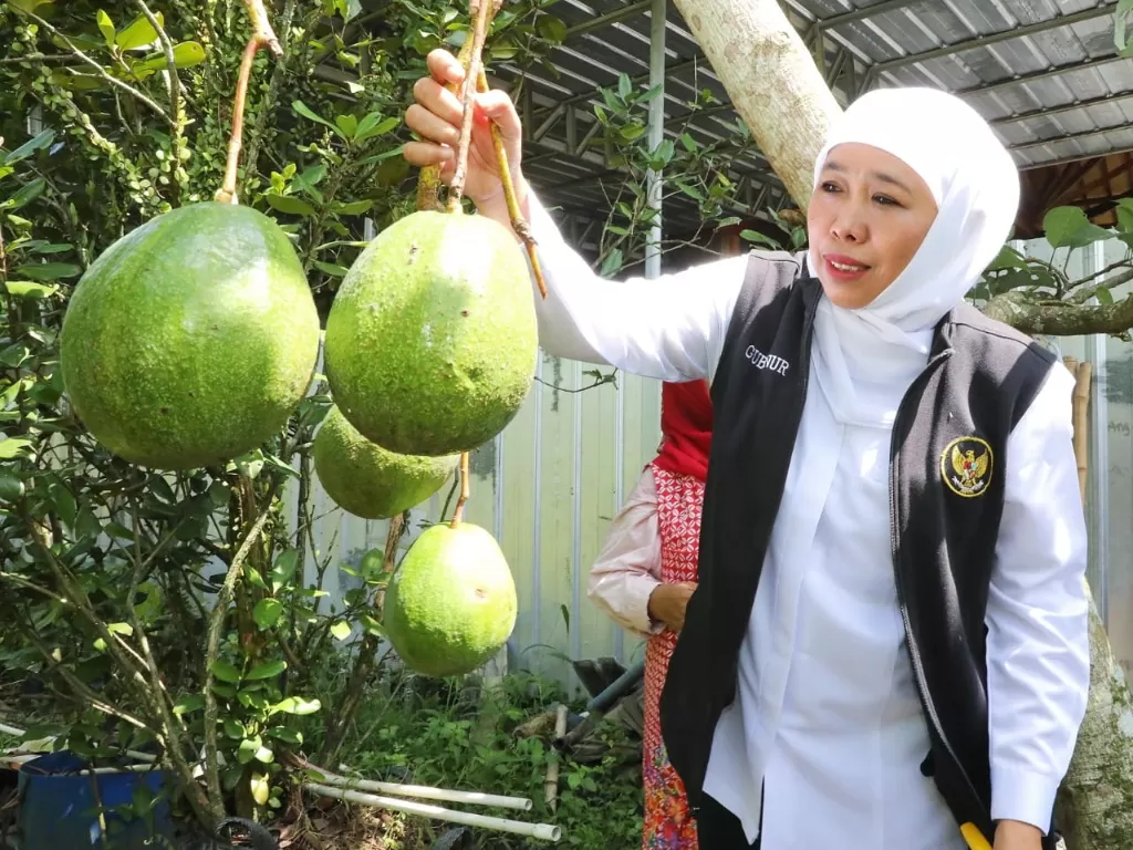 Gubernur Jawa Timur, Khofifah Indar Parawansa mengunjungi kebun buah organik. (Z Creators/Mifta Sonia)