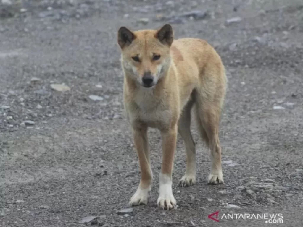 Keberadaan satwa anjing bernyanyi yang hidup di kawasan dataran tinggi Papua sedang diteliti oleh Uncen Jayapura bekerja sama PTFI dan New Guinea Highland Wild Dog Foundation (NGHWDF). (ANTARA/PTFI)
