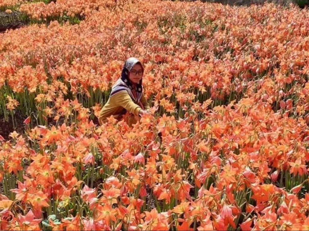 Indahnya Taman Bunga Amarilis Gunung Kidul bak di Eropa (Z Creators/Adila Fikri)