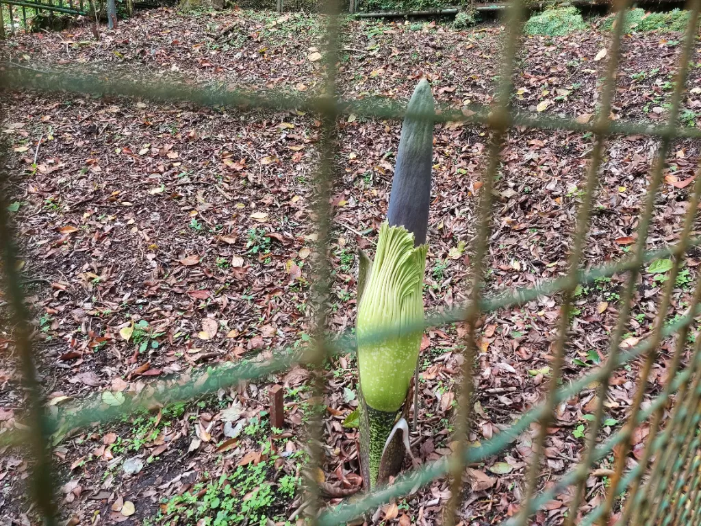 Bunga Bangkai jenis AmorphophallusnTitanium Becc, siap mekar sempurna di Kebun Raya Cibodas, Cianjur. (Z Creators/Rafik Maeilana)