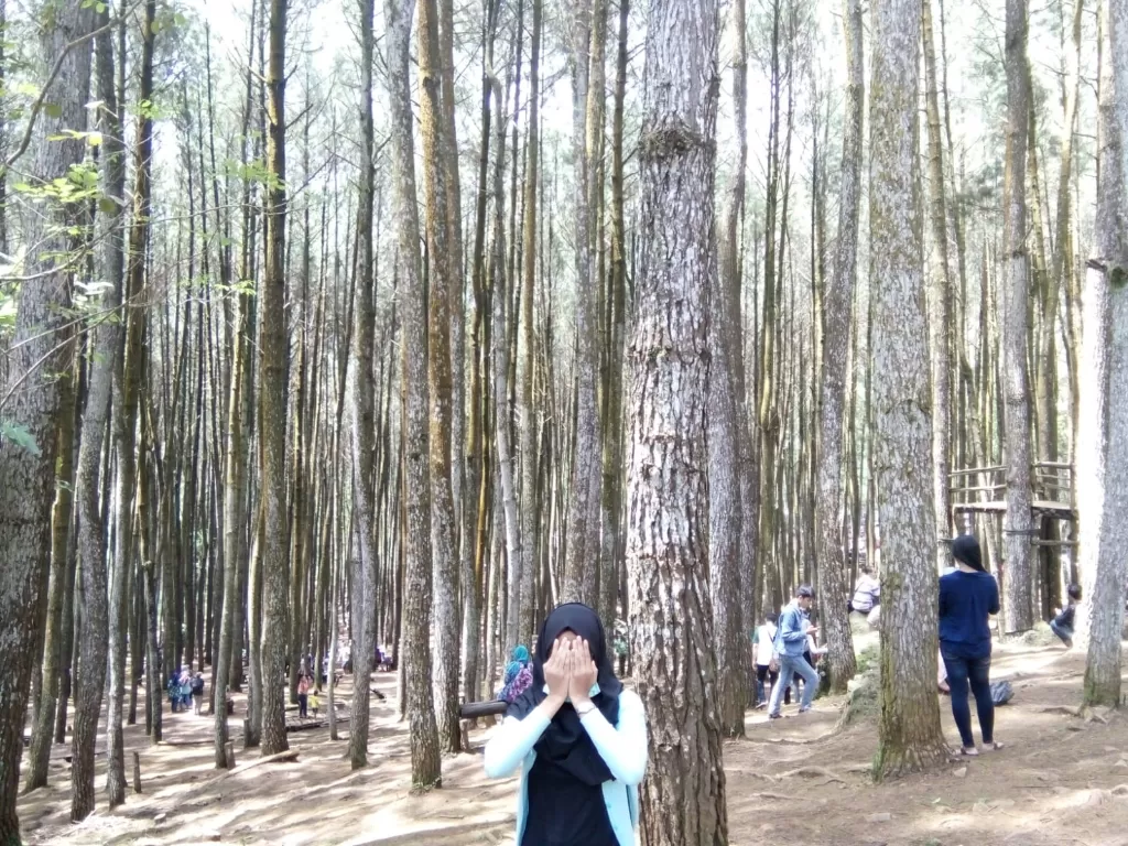 Hutan Pinus Mangunan, Yogyakarta (Z Creators/Adila Fikri)
