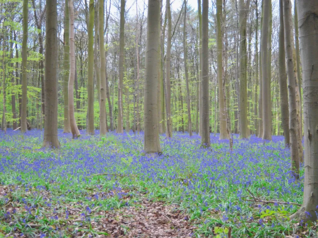 Hallerbos, hutan di Belgia. (Z Creators/Alan Munandar)