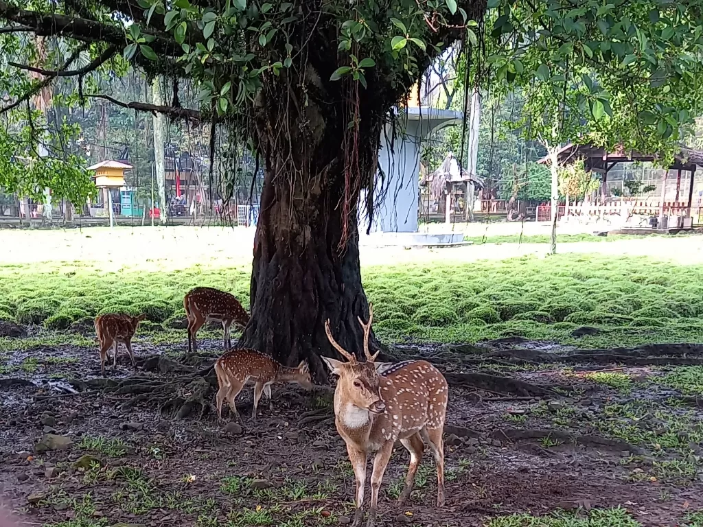 Pengunjung bisa memberikan makan Rusa di Taman Uncal, Bandung (Z Creators/Diah Puspita Sari)