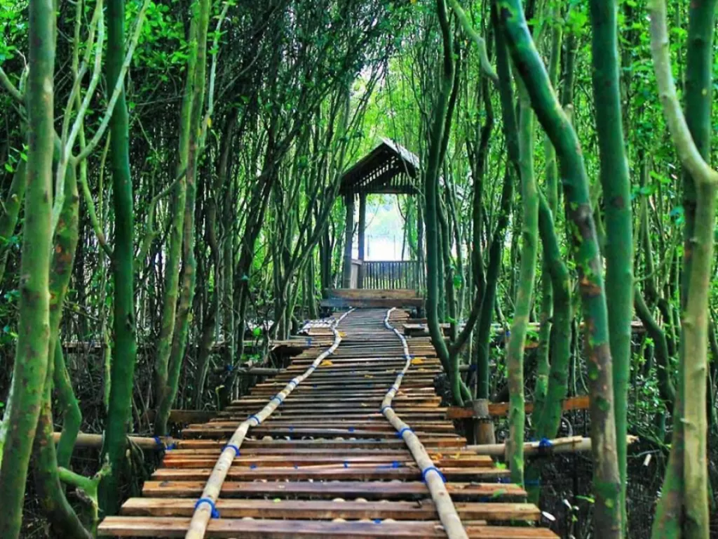 Wisata hutan mangrove di Kulonprogo yang banyak dikunjungi wisatawan. (Zcreators/Putra Ganesha)