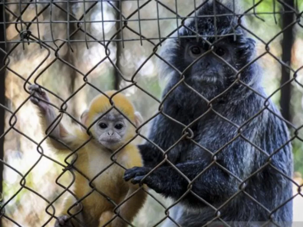 Seekor anak Lutung Jawa (Javan Silvered Leaf Monkey) berada dalam pelukan induknya di Bandung Zoo, Bandung, Jawa Barat, Selasa (2/6/2020). (ANTARA JABAR/Raisan Al Farisi/agr)
