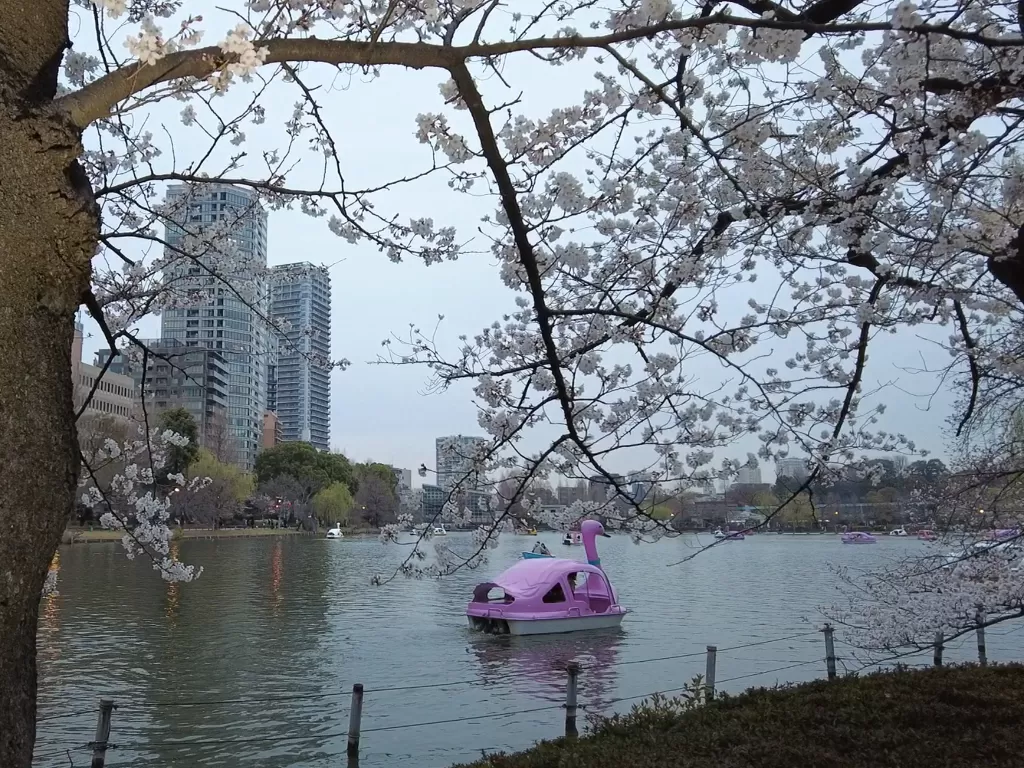 Sakura sore hari di Ueno Park. (Z Creators/Arnie Simanjuntak)
