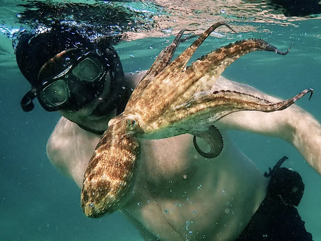 Fil dokumenter My Octopus Teacher. (Dok. Netflix)