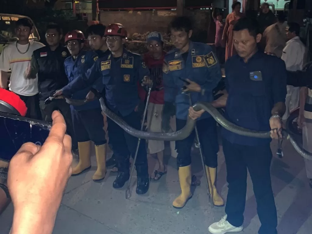 Tim Rescue Damkar Kabupaten Bogor mengamankan seekor ular King Kobra yang masuk ke rumah warga. (Ist)